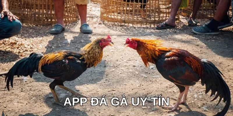 app-da-ga-uy-tin