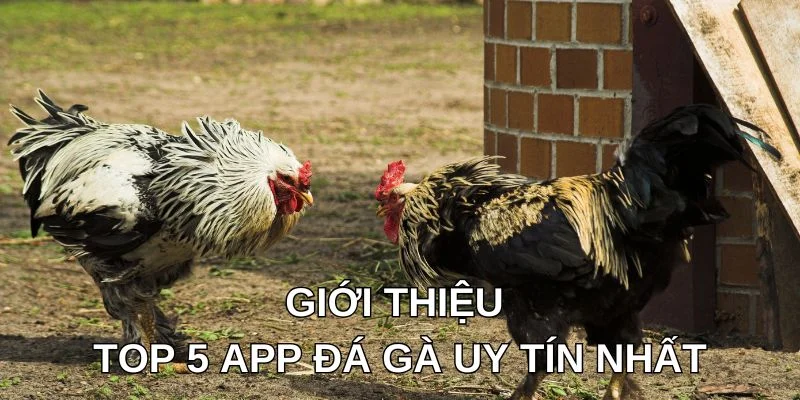 Giới thiệu top 5 APP đá gà uy tín nhất