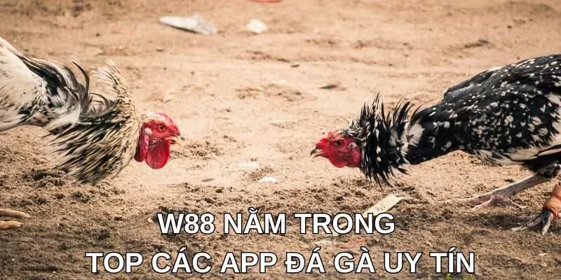 W88 nằm trong top các APP đá gà uy tín